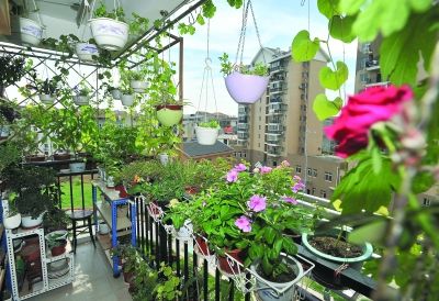 植物園 陽臺 花卉