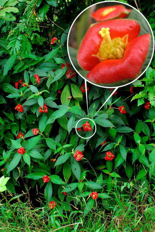 花卉 熱唇草 茜草