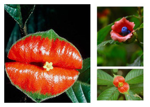 花卉 熱唇草 茜草