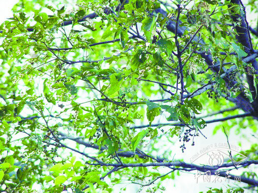 園林 木棉 病蟲(chóng)害