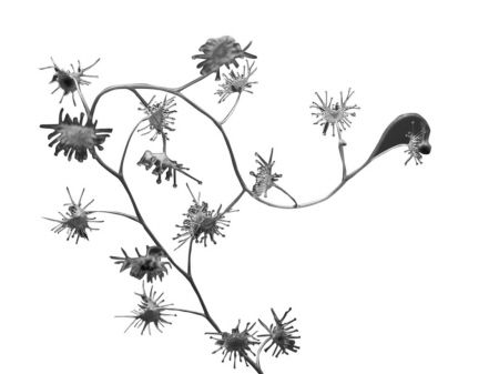 寧波 捕蟲植物 茅膏菜