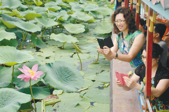 遼寧 荷花 旅游