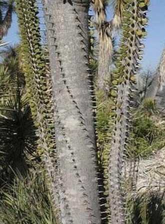 馬達加斯加仙人掌