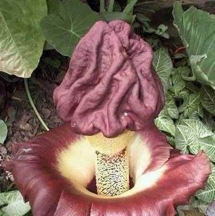 魔芋Elephantfootyam