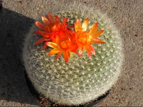 雪光的介紹與養(yǎng)護(hù)要點(diǎn)