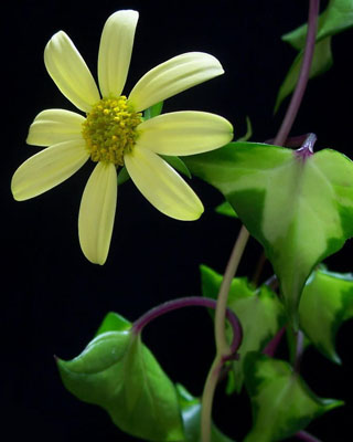 金玉菊（白金菊）的介紹與養(yǎng)護要點