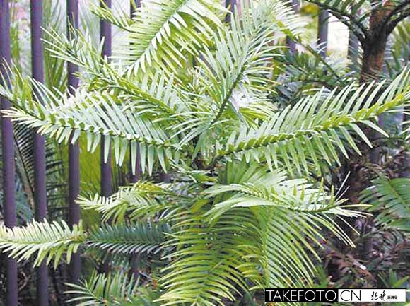 盤點(diǎn)北京植物園奇花異草之:瓦勒邁杉