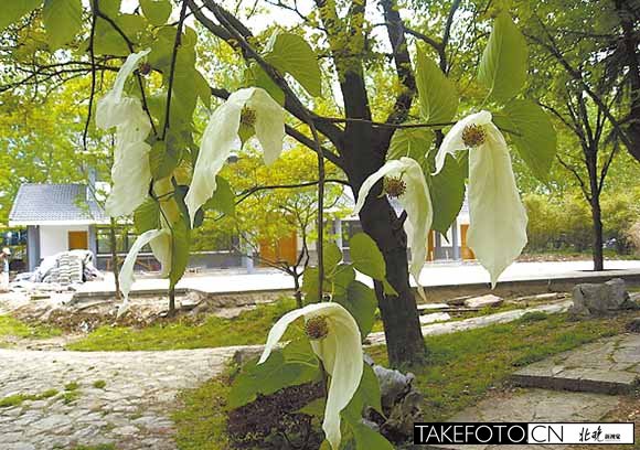 盤點北京植物園奇花異草之:北川鴿子樹