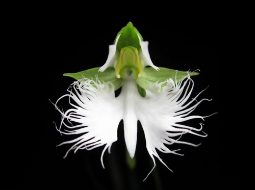 白鷺花 鷺草 蘭科