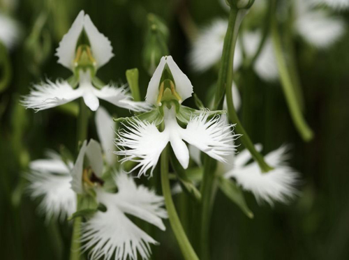 白鷺花 鷺草 蘭科