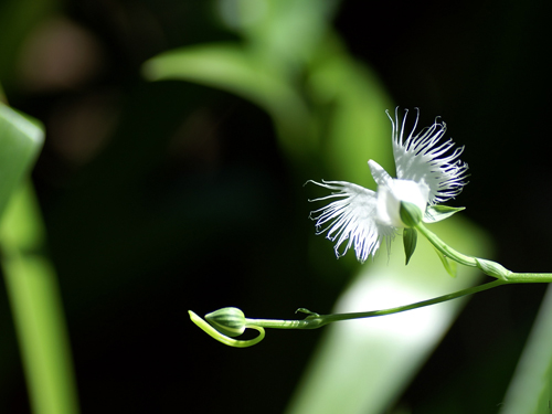 白鷺花 鷺草 蘭科