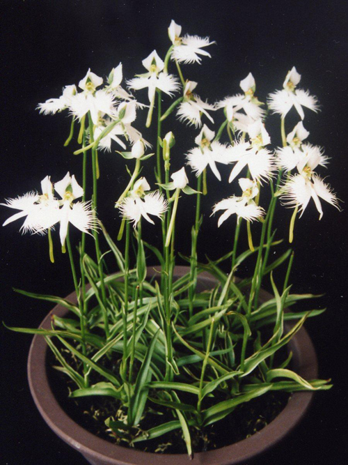 白鷺花 鷺草 蘭科