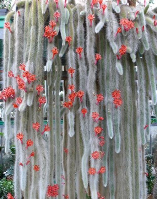 猴尾柱 仙人掌 盆栽