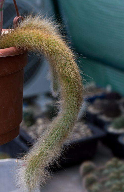 猴尾柱 仙人掌 盆栽