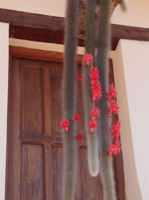 猴尾柱 仙人掌 盆栽