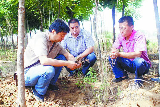 河北農業大學園林學院教授地頭解難題