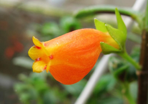 金魚花 花卉 懸花科