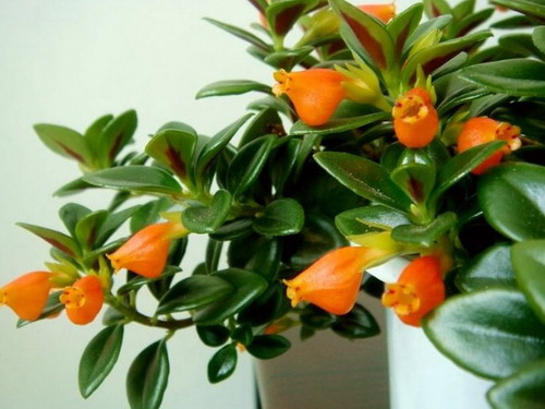 金魚花 花卉 懸花科