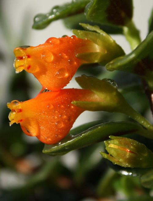 金魚花 花卉 懸花科