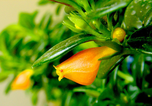 金魚花 花卉 懸花科