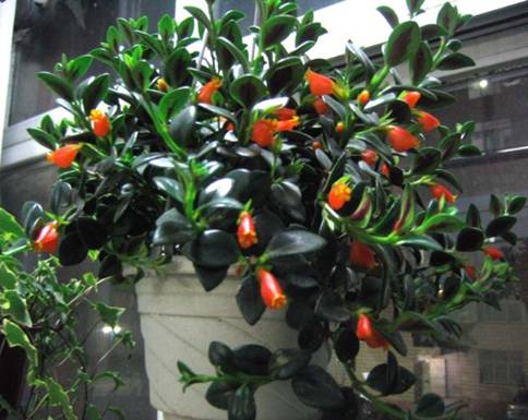 金魚花 花卉 懸花科