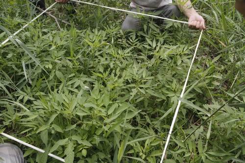 濕地管理 生物多樣性 三門峽 自然保護區