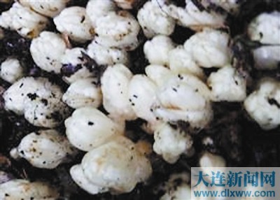 遼寧 仙人洞 黃筒花