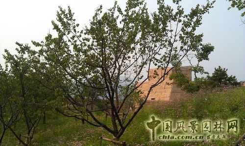 北京谷泉會議中心 上海園林 綠化工程 園林綠化