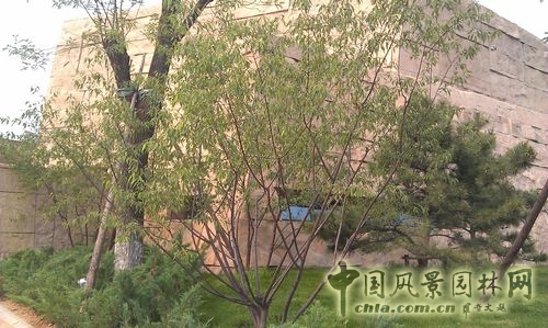 北京谷泉會議中心 上海園林 綠化工程 園林綠化