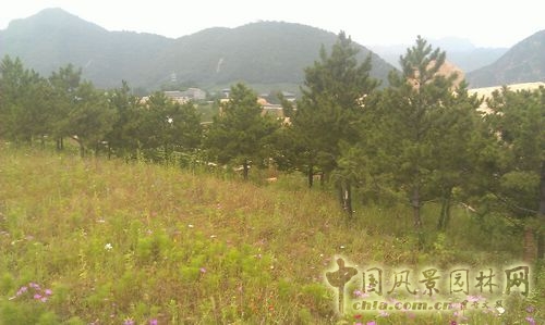 北京谷泉會議中心 上海園林 綠化工程 園林綠化