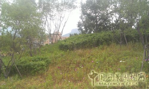 北京谷泉會議中心 上海園林 綠化工程 園林綠化