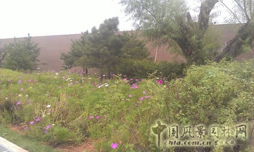 北京谷泉會議中心 上海園林 綠化工程 園林綠化