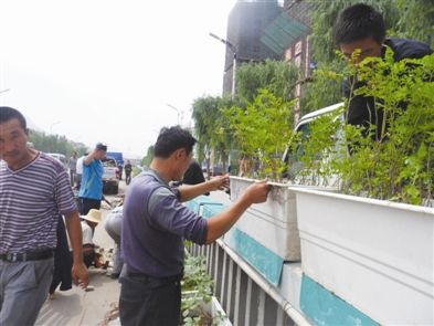 內(nèi)蒙古 植物 綠化