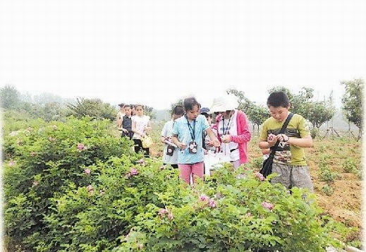 青島 香草 文化