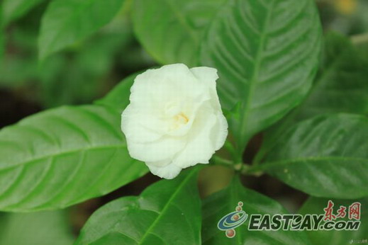 上海 狗牙花 溫室