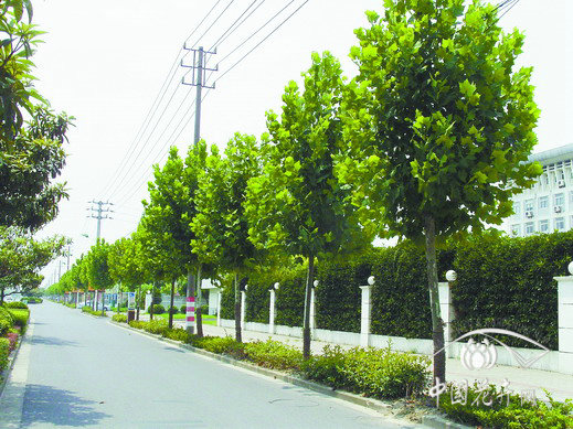 懸鈴木 修剪 植物養護