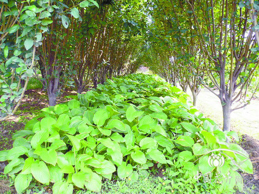 西府海棠 玉簪 種植