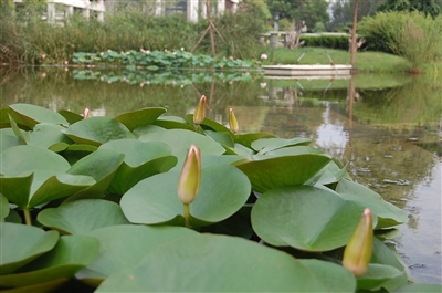 水生植物營(yíng)造清涼水景
