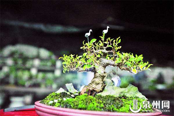 園林史 盆景 盆景制作 園林設計