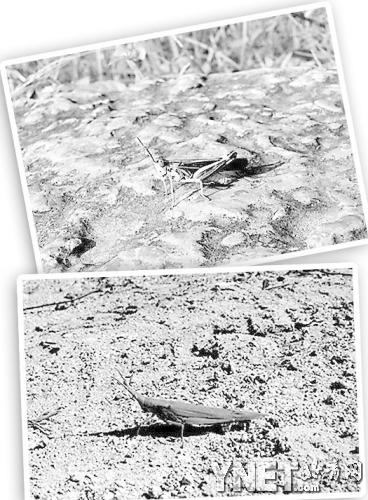 花脛綠紋蝗上、短額負蝗下 供圖/楊紅珍