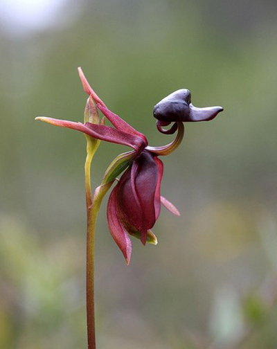 花卉 蘭花 擬態(tài)