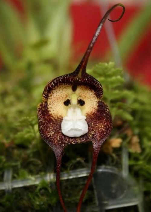 花卉 蘭花 擬態