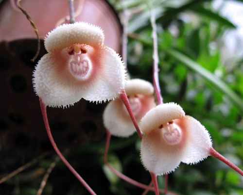 花卉 蘭花 擬態