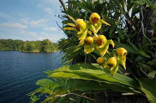 花卉 蘭花 擬態