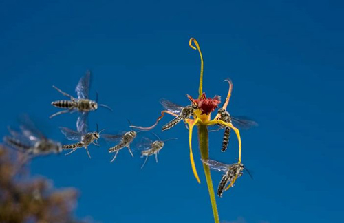 花卉 蘭花 擬態