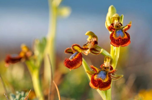 花卉 蘭花 擬態