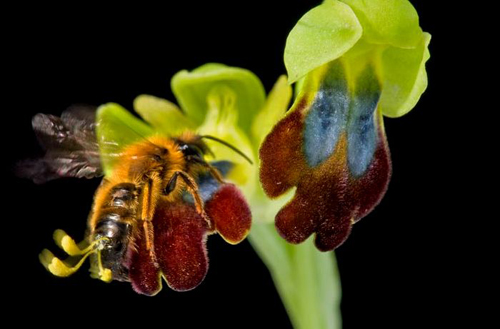 花卉 蘭花 擬態