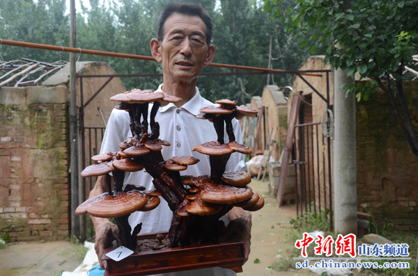 寧陽鶴山鄉(xiāng)民間藝人崔文彥20年研究傳承“靈芝盆景”手藝