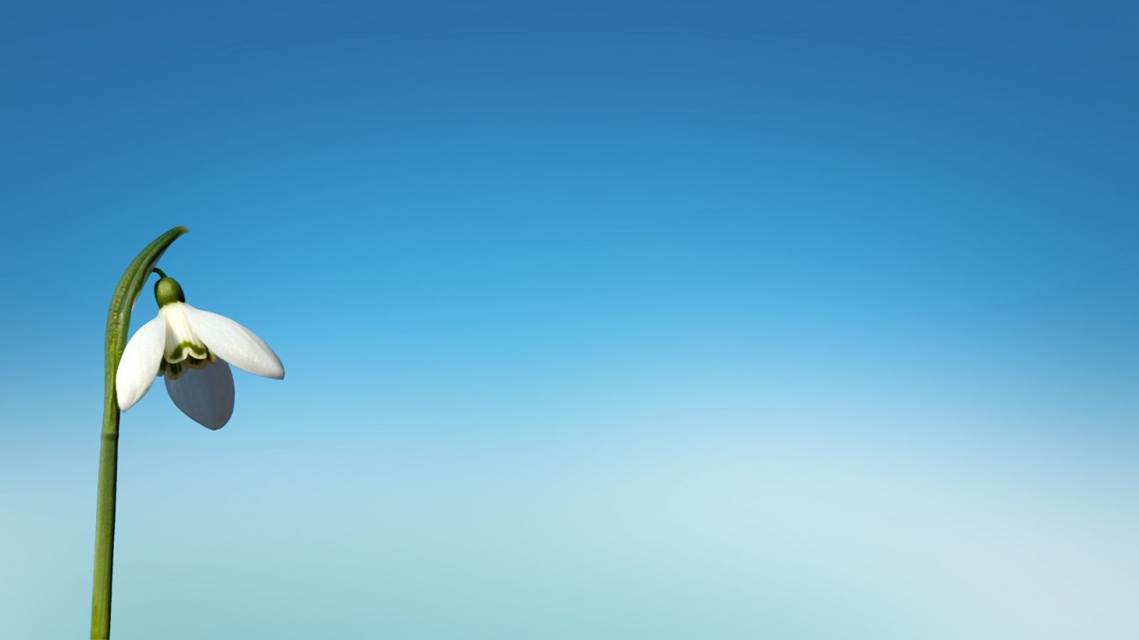 花卉 雪滴花 雪蓮