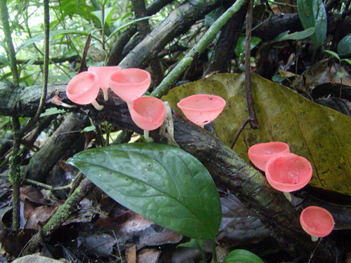 花卉 橘黃刺杯菌 熱帶